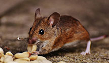 24 Hour & Emergency Exterminators in Greencastle, PA